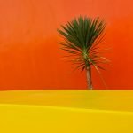 Coloured detail of wall and palm in Zabeel Park, Dubai